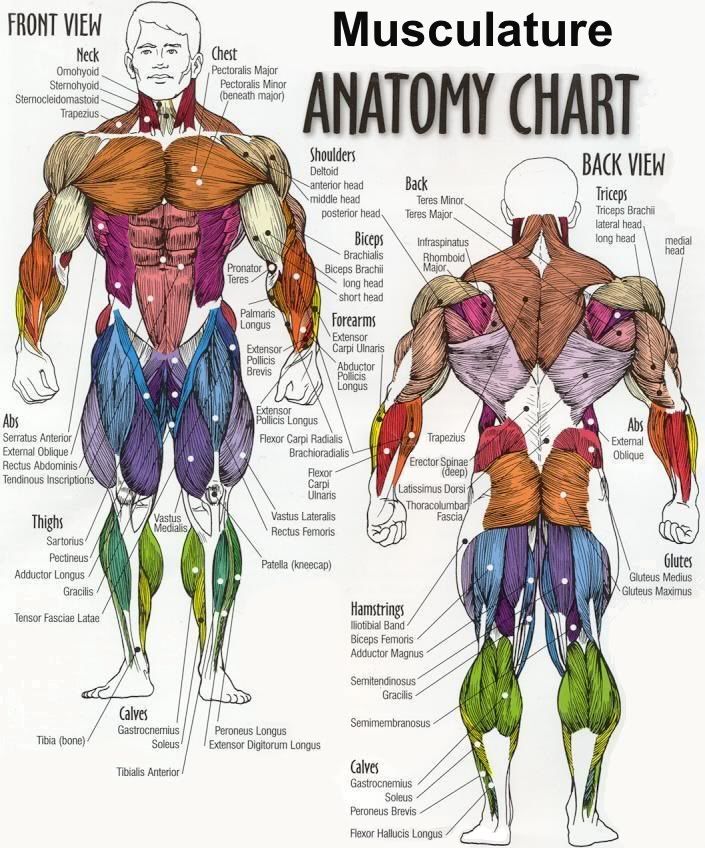 Back Muscular System