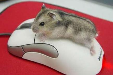 http://i723.photobucket.com/albums/ww232/nigelsim/blog/hamster_on_Mouse_action.jpg?t=1272584532