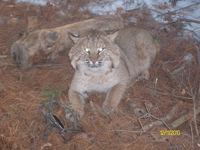 Bobcat1.jpg