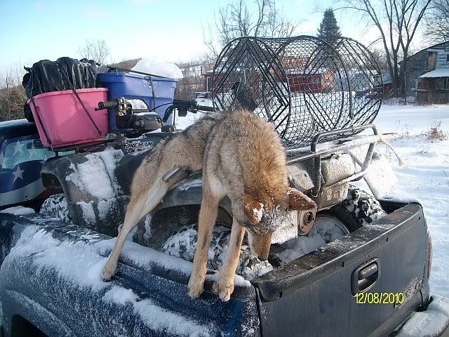 Coyote1.jpg