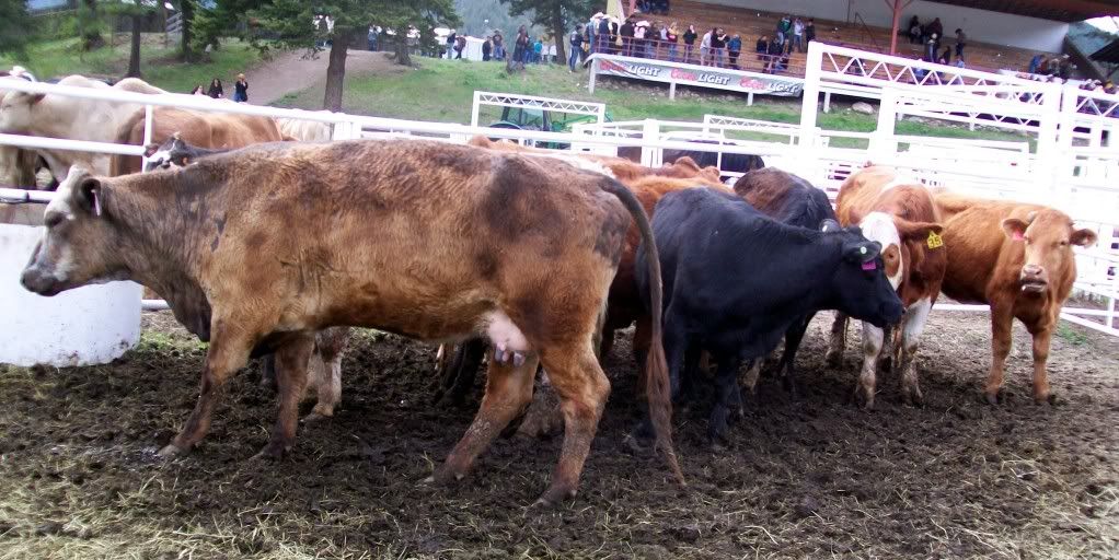 Steer Pictures, Images and Photos