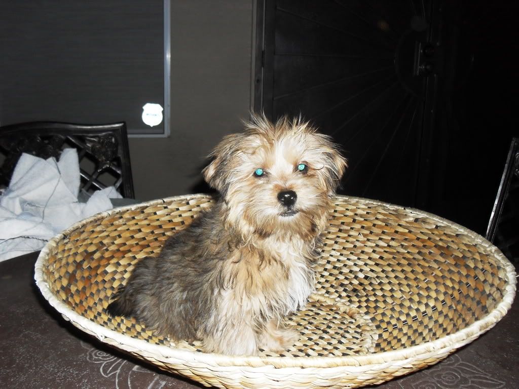 Shih+tzu+mixed+with+yorkie+for+sale