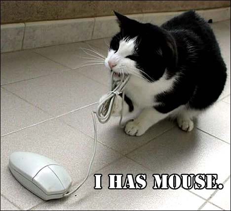 cat_mouse-1.jpg