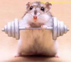 weight-lifting_hampster.jpg