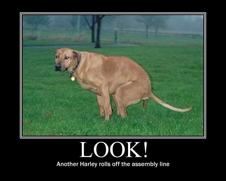 [Image: Harleydog.jpg]