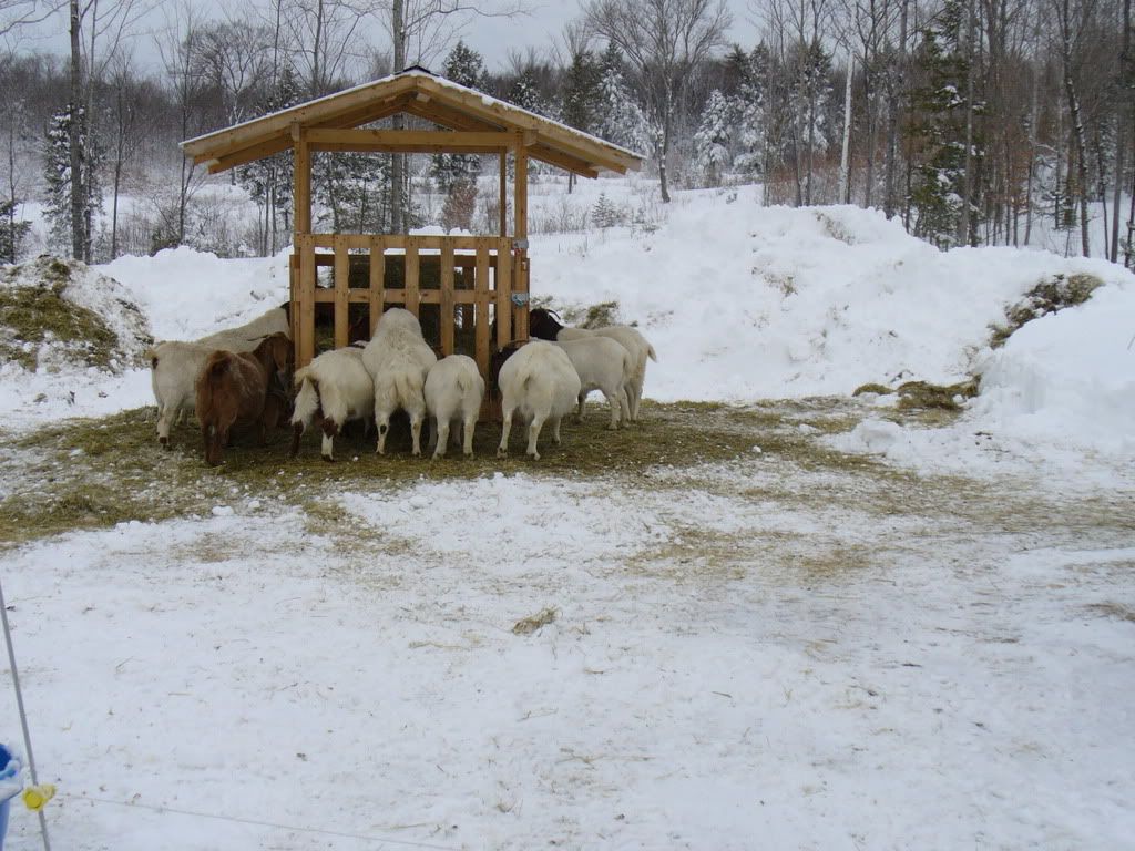 Can they go out in the snow? - Goats