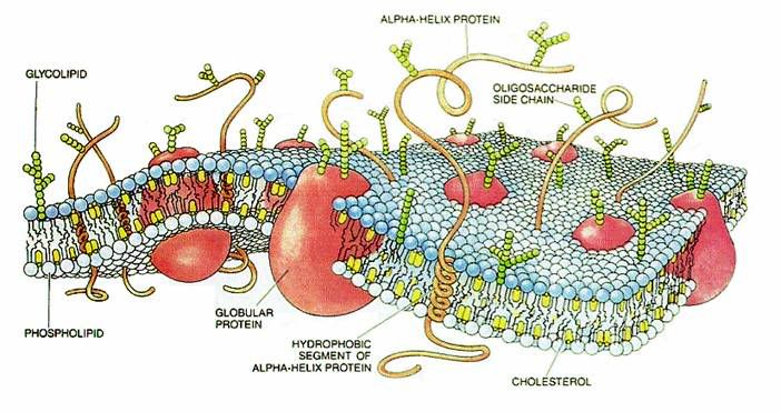 animal cell membrane structure. The cell membrane surrounds