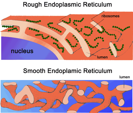 What are the two types of endoplasmic reticulum?