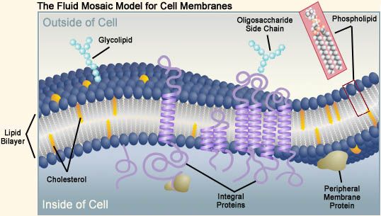 animal cell membrane structure. Animal Cell Membrane Structure