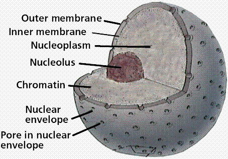 animal cell diagram grade 8. animal cell cytoplasm function