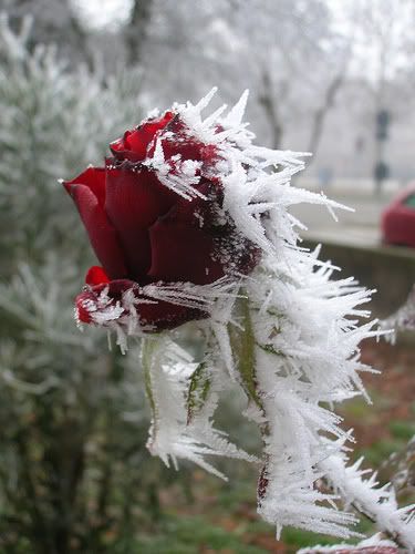 frozen rose photo: frozen rose 2146935334_7df63f38dd.jpg