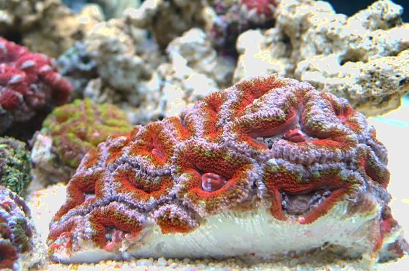 -acan5.jpg