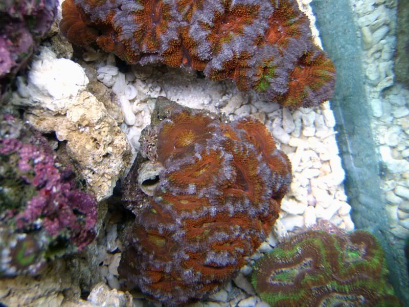 A-acan21.jpg