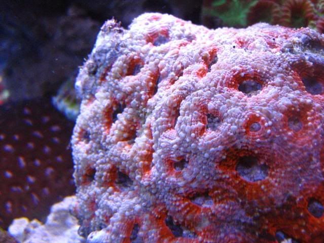 ACAN.jpg