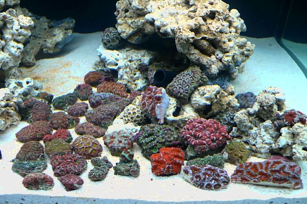 ACAN40.jpg