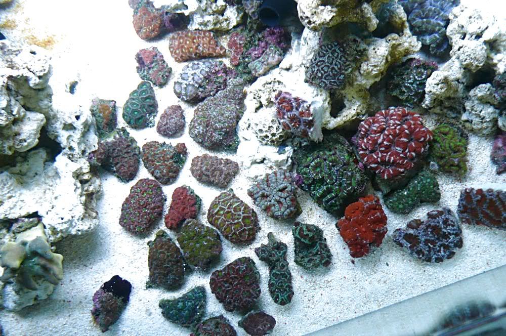 ACAN401.jpg