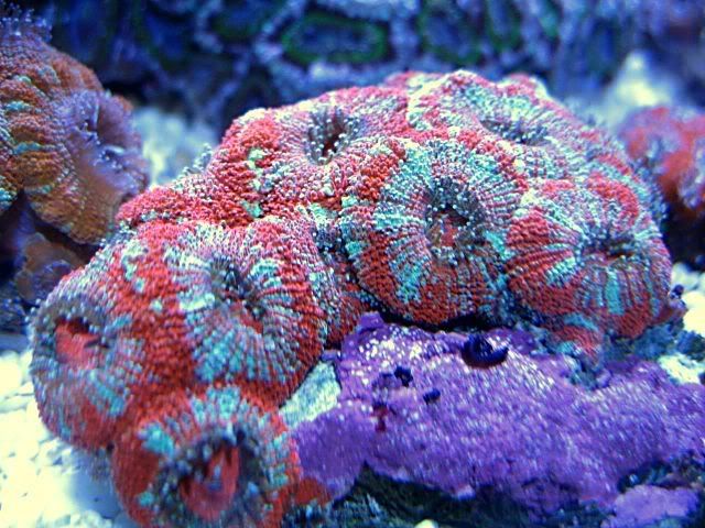 acan-01.jpg