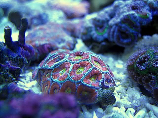 acan-02.jpg