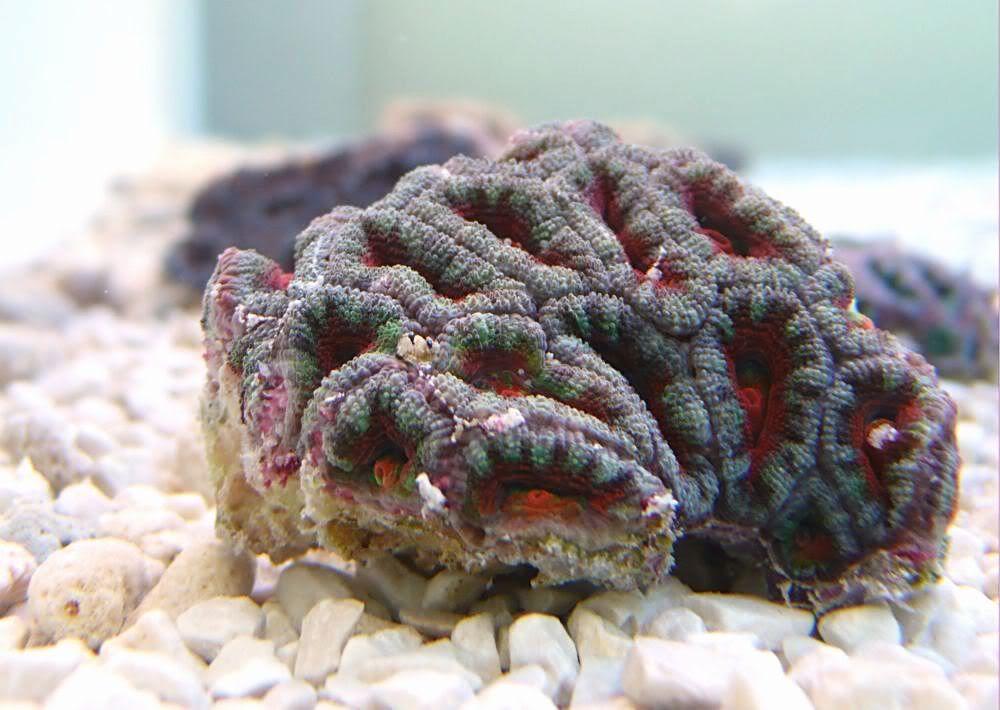 acan-fk1.jpg