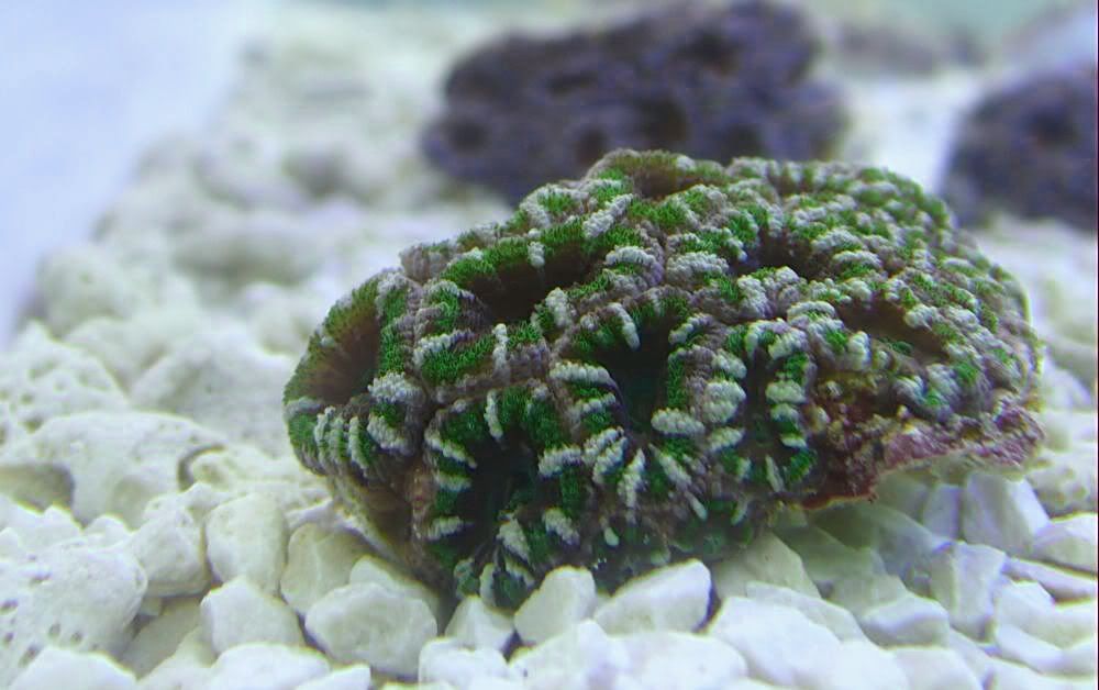 acan-fk4.jpg