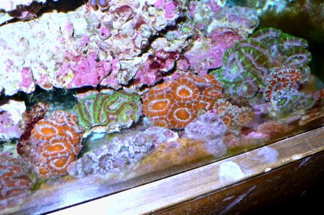 acan-kin1.jpg