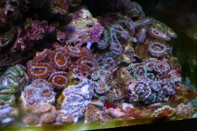 acan-kin3.jpg