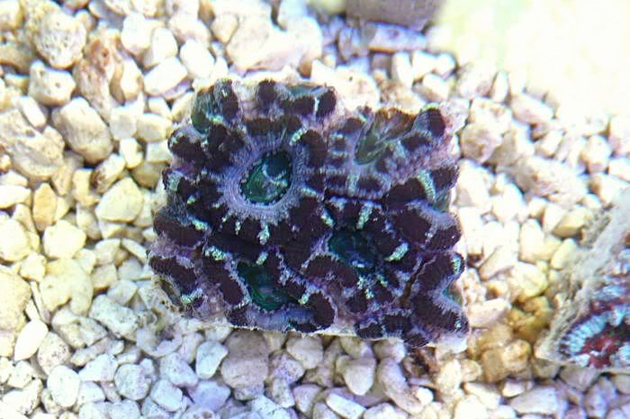 acan-oz-11.jpg