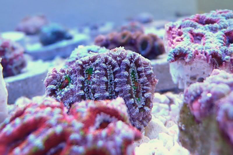 acan-oz-14.jpg