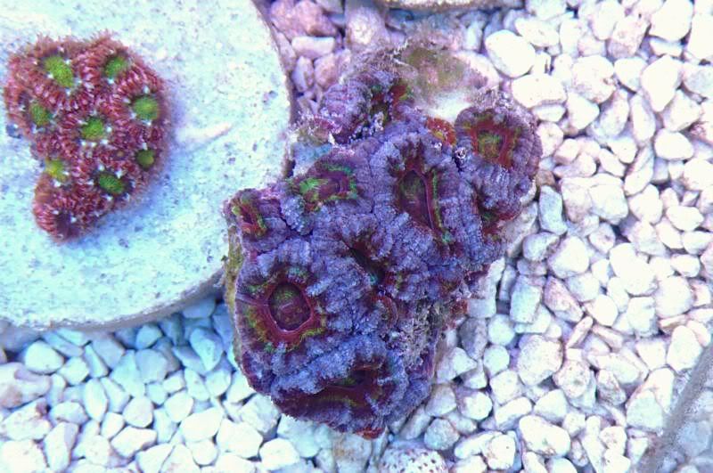 acan-oz-15.jpg