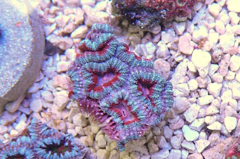 acan-oz-16.jpg