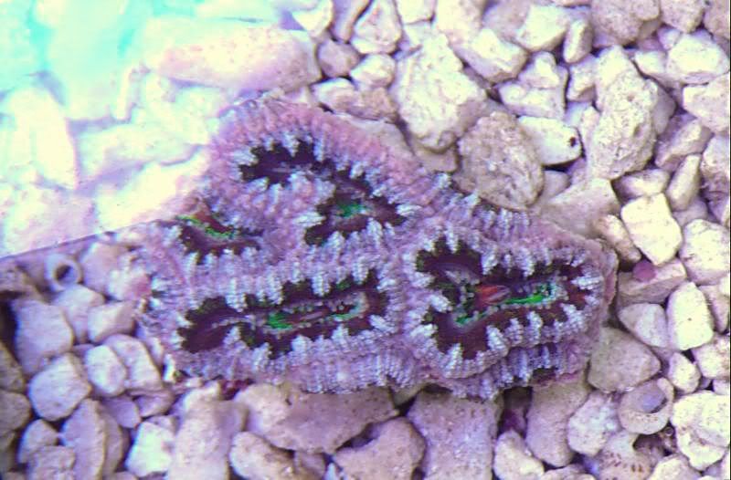 acan-oz-17.jpg