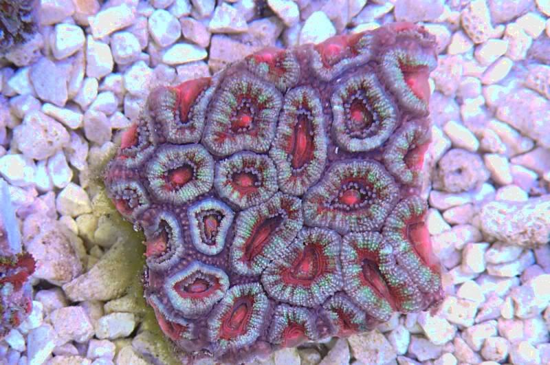 acan-oz-fc1.jpg