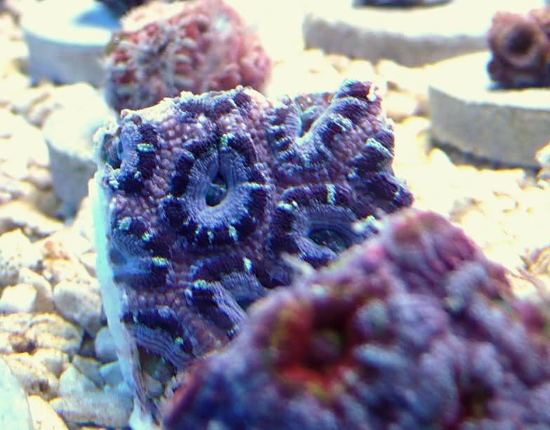 acan-oz1.jpg