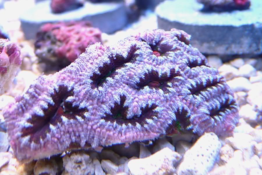 acan-oz2.jpg