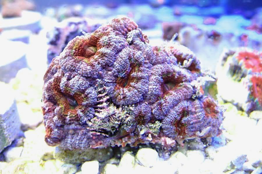 acan-oz3.jpg