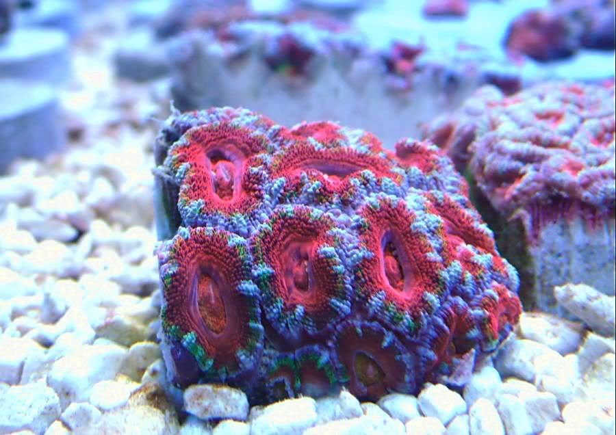 acan-oz4.jpg