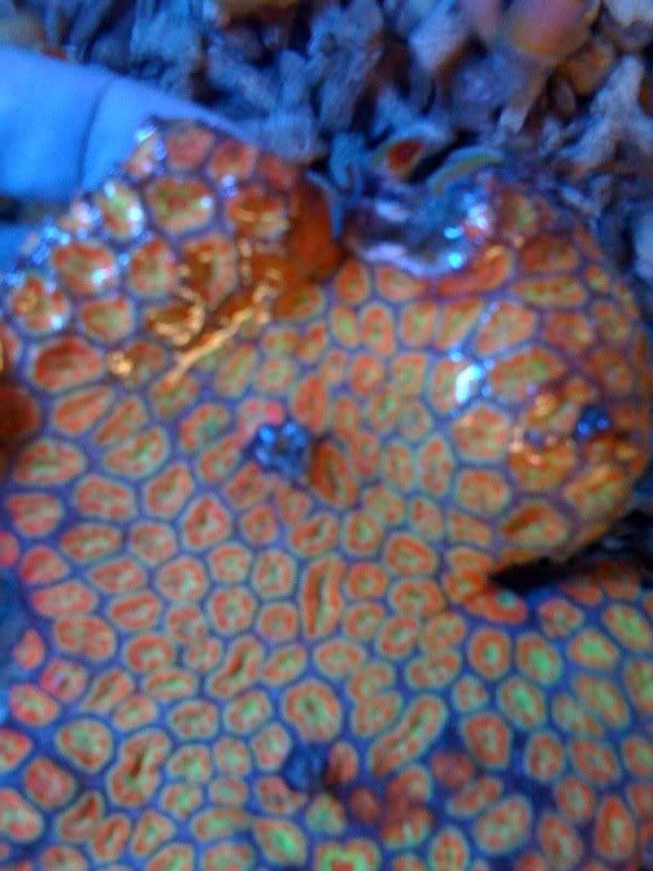 ken-acan6.jpg