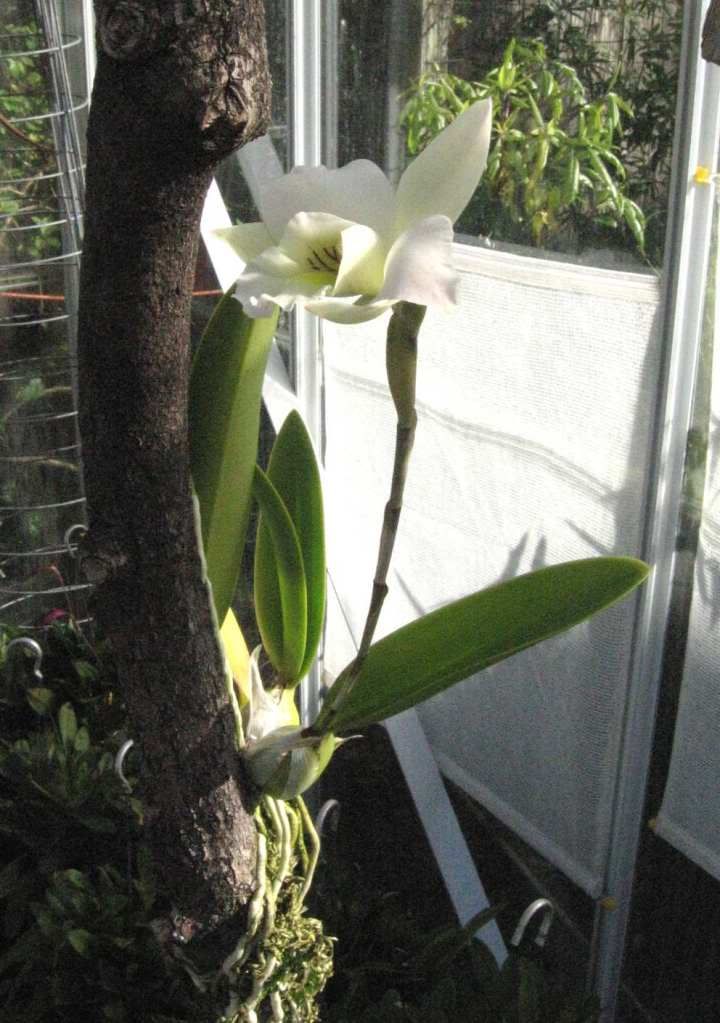 L. anceps Helen x White Marble